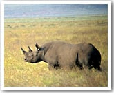 Black rhino