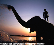 Indian elephant with mahout