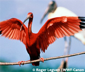 Scarlet ibis spreads its wings