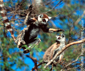 Leaping ring-tailed lemur