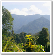 Bornean Forest