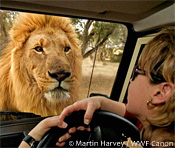 African lion looking through the a window of tourist's vehicle