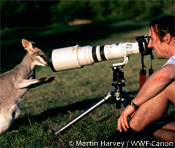 Photographer gets eye to eye with a kangaroo