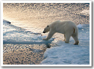 Polar bear on ice