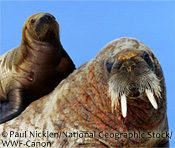 A 3-month old Atlantic walrus calf sits on her mother's back in Igloolik, Nunavut, Canada