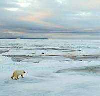 polar disappear bears could if