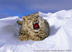 Yawning snow leopard