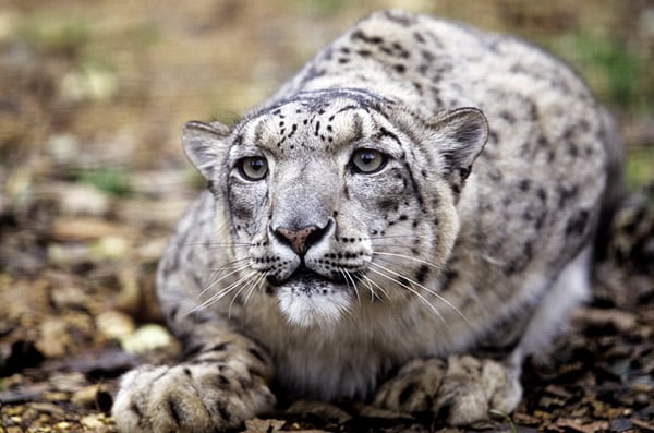 Snow Leopard Photo Gallery | World Wildlife Fund