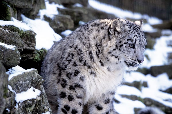 Snow Leopard Photo Gallery | World Wildlife Fund